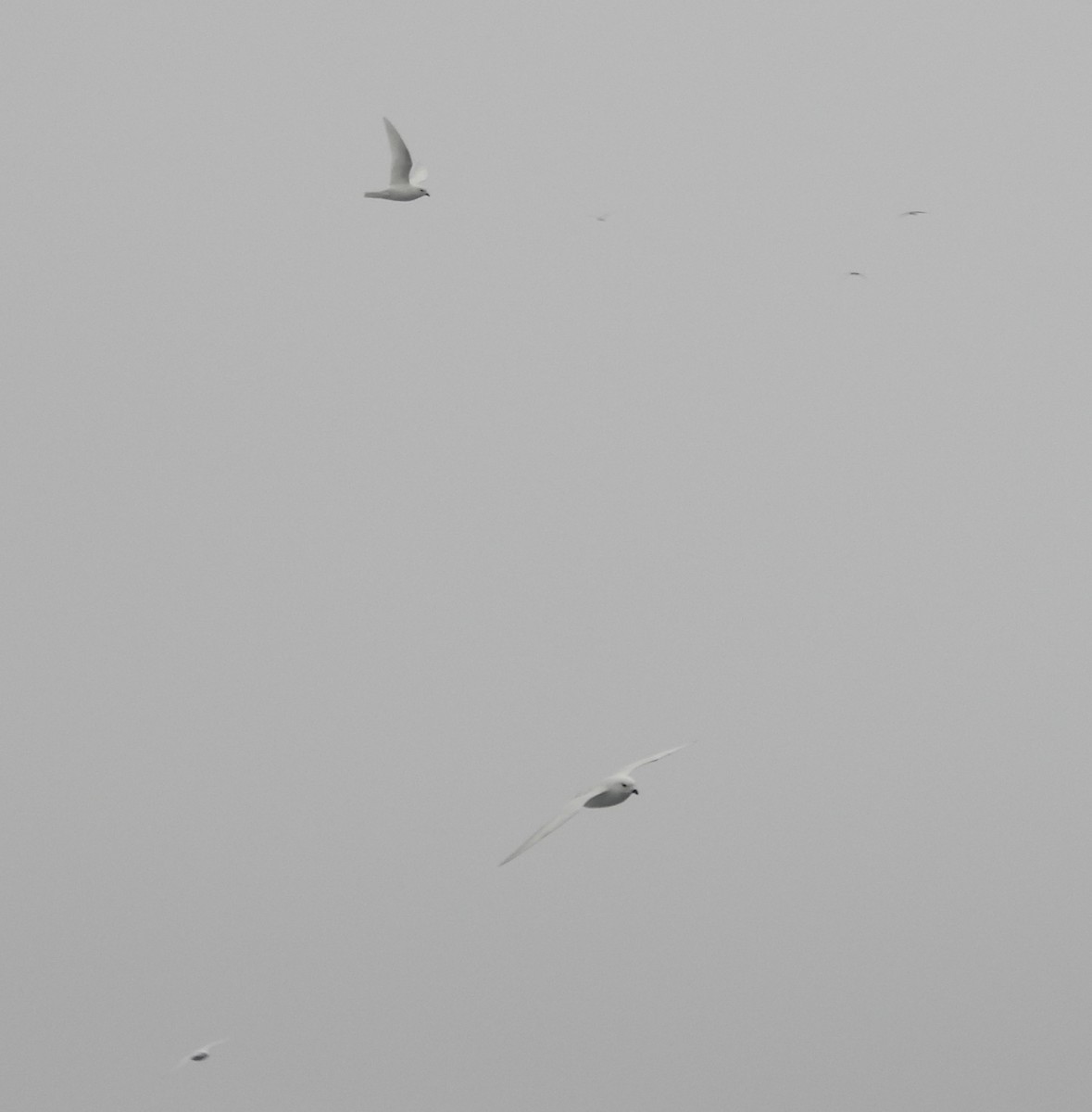 Ak Fırtınakuşu - ML644985534