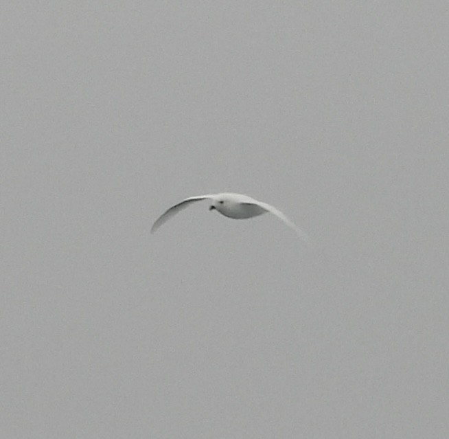 Ak Fırtınakuşu - ML644985535