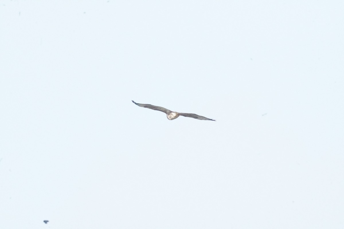 Şahin - ML644985537