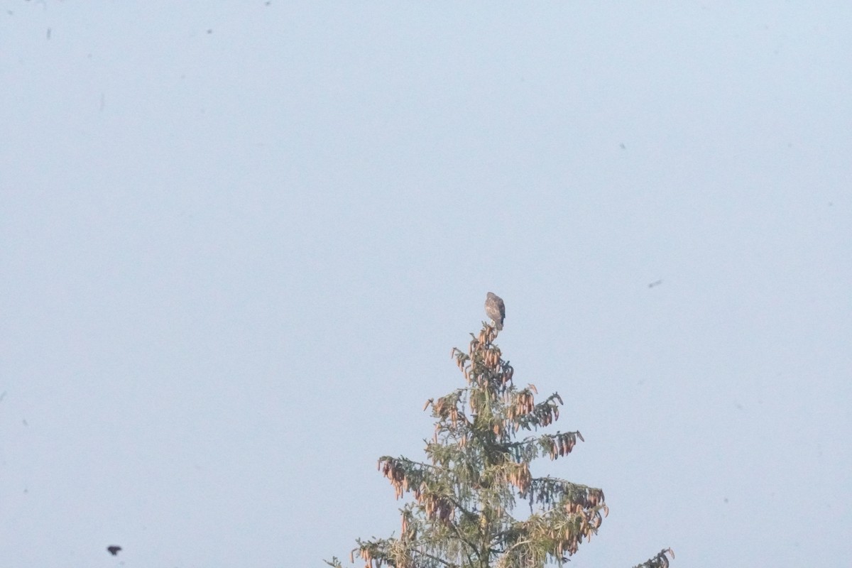 Şahin - ML644985538