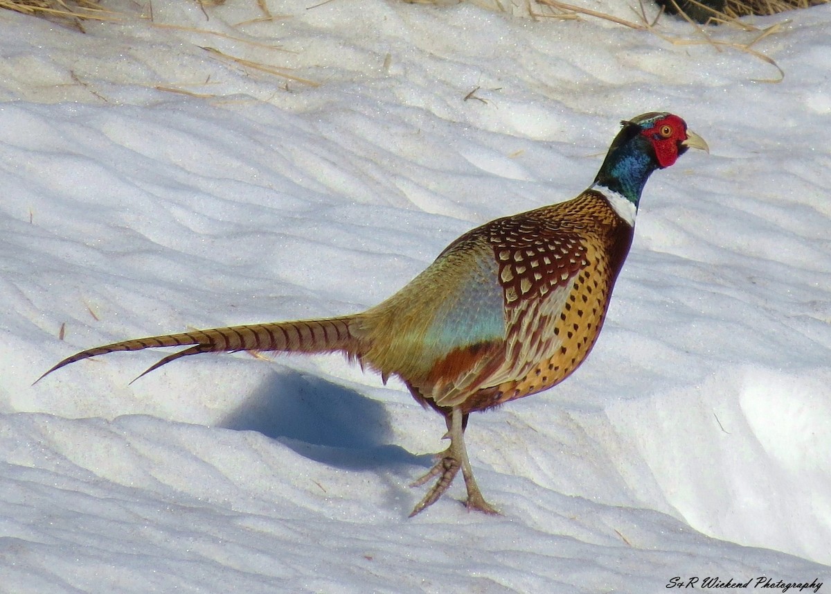 Sülün - ML644985540