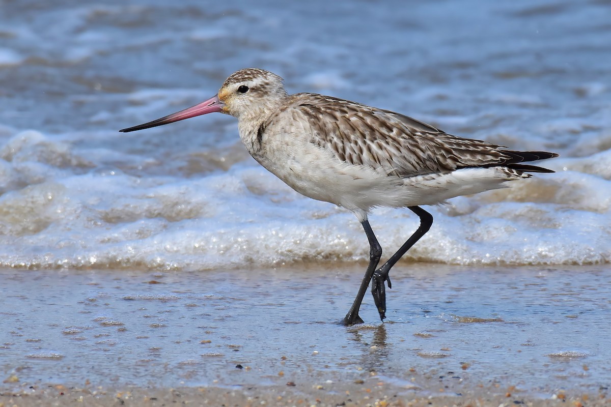 Kıyı Çamurçulluğu [baueri grubu] - ML644985541