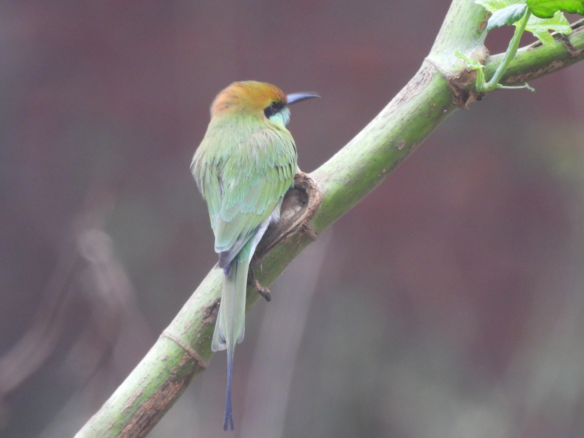 Asya Yeşil Arıkuşu - ML644985542