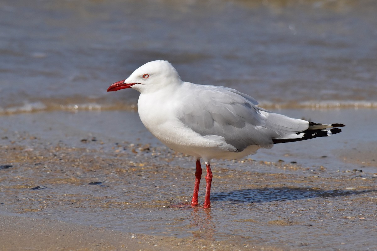 Avustralya Martısı (novaehollandiae/forsteri) - ML644985546