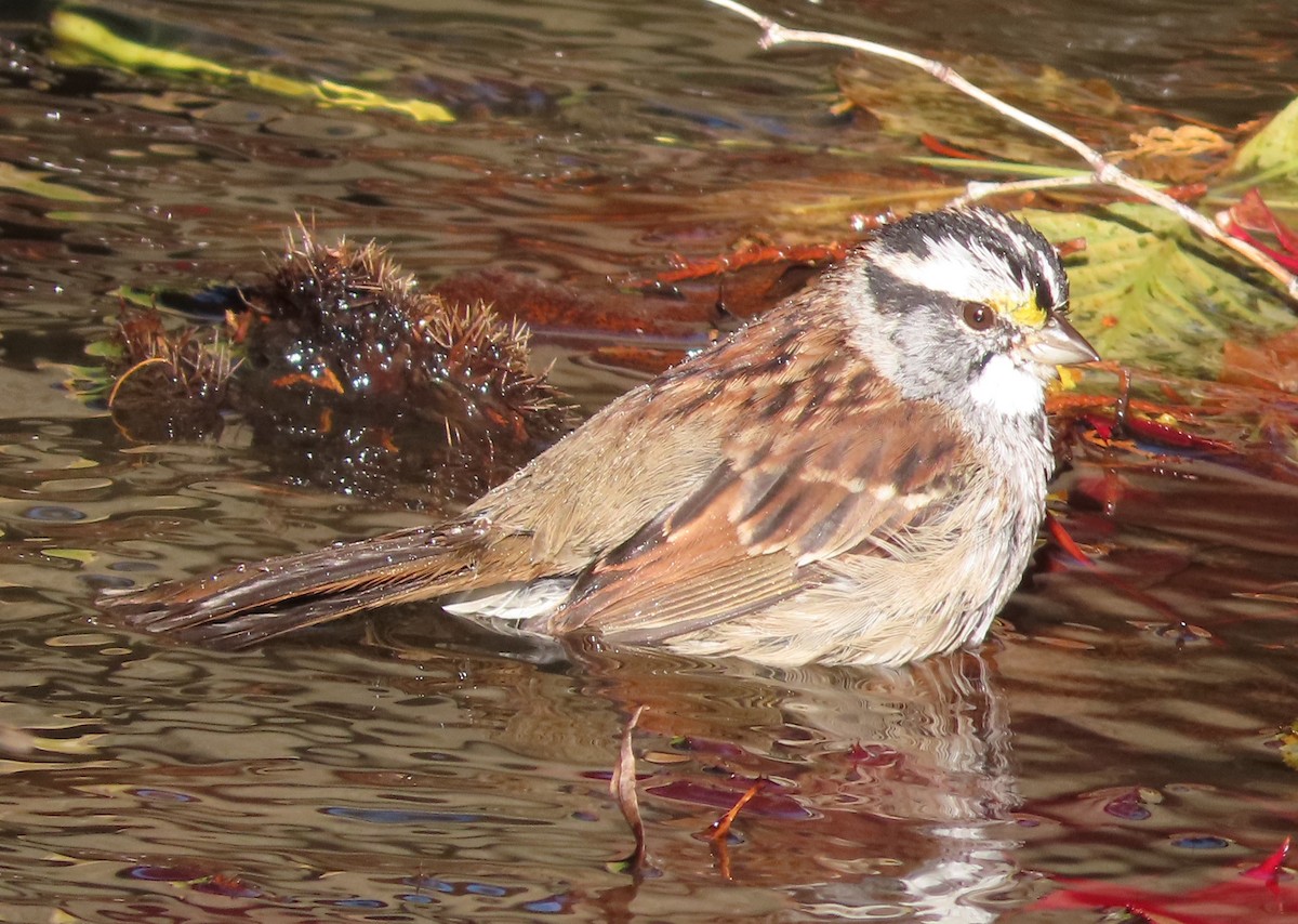 Ak Boğazlı Serçe - ML644985547