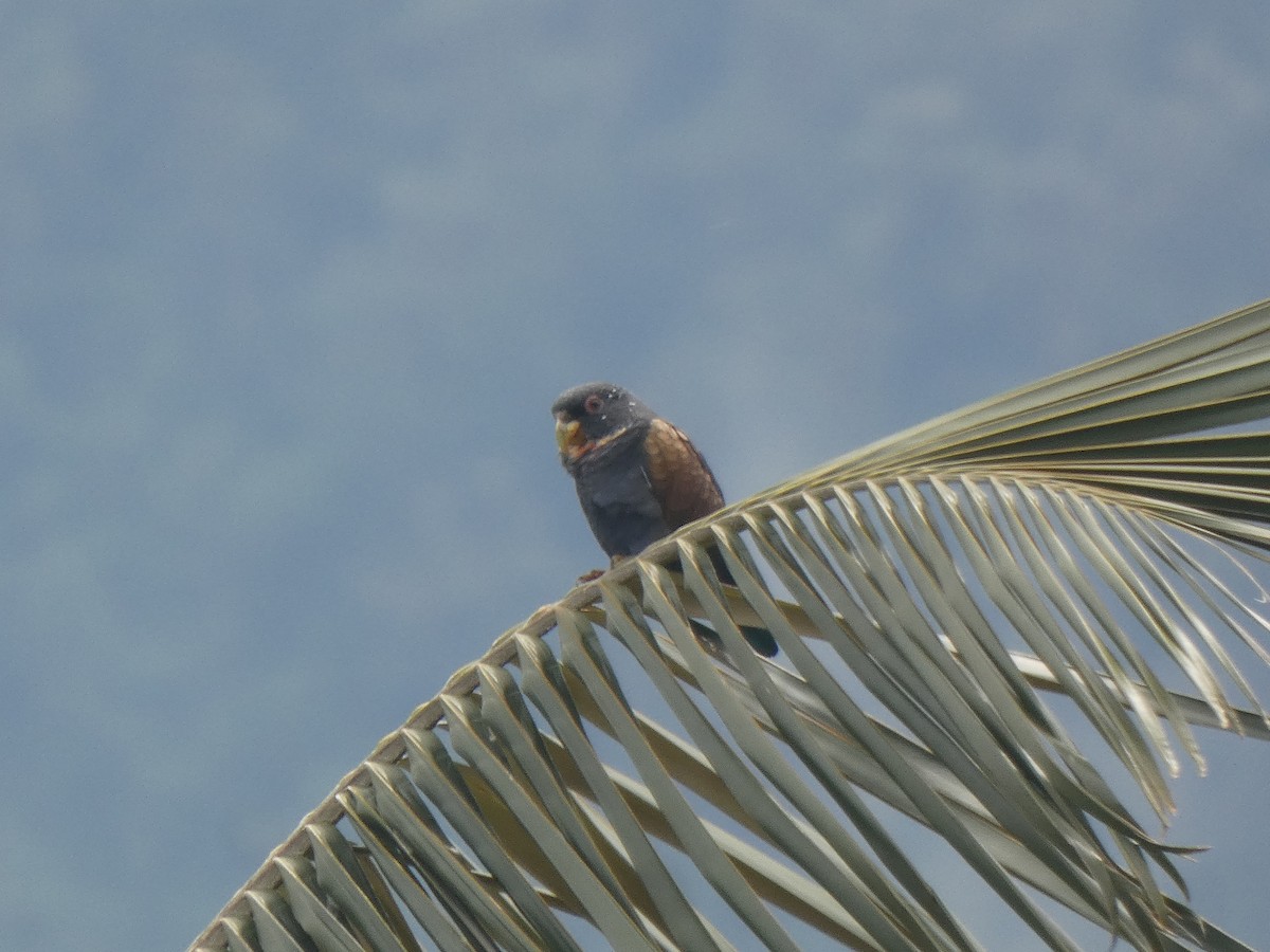 Bakır Kanatlı Papağan - ML644985548