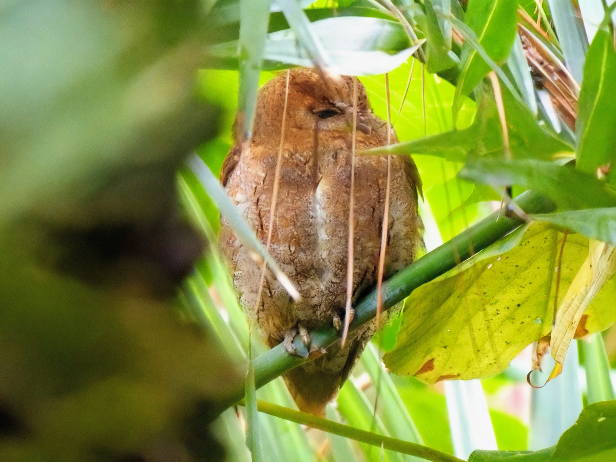 Oriental Scops-Owl - ML644985549