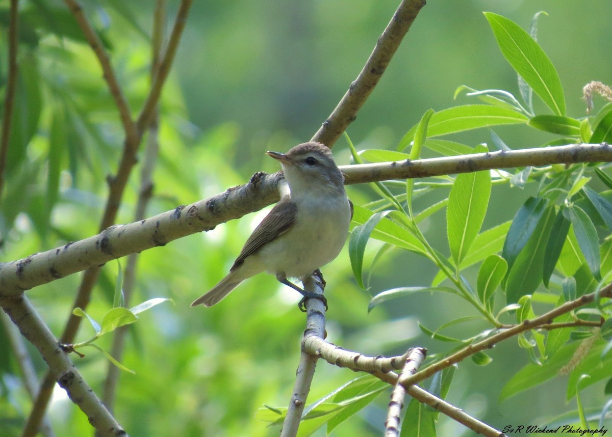 Batılı Ötücü Vireo - ML644985550