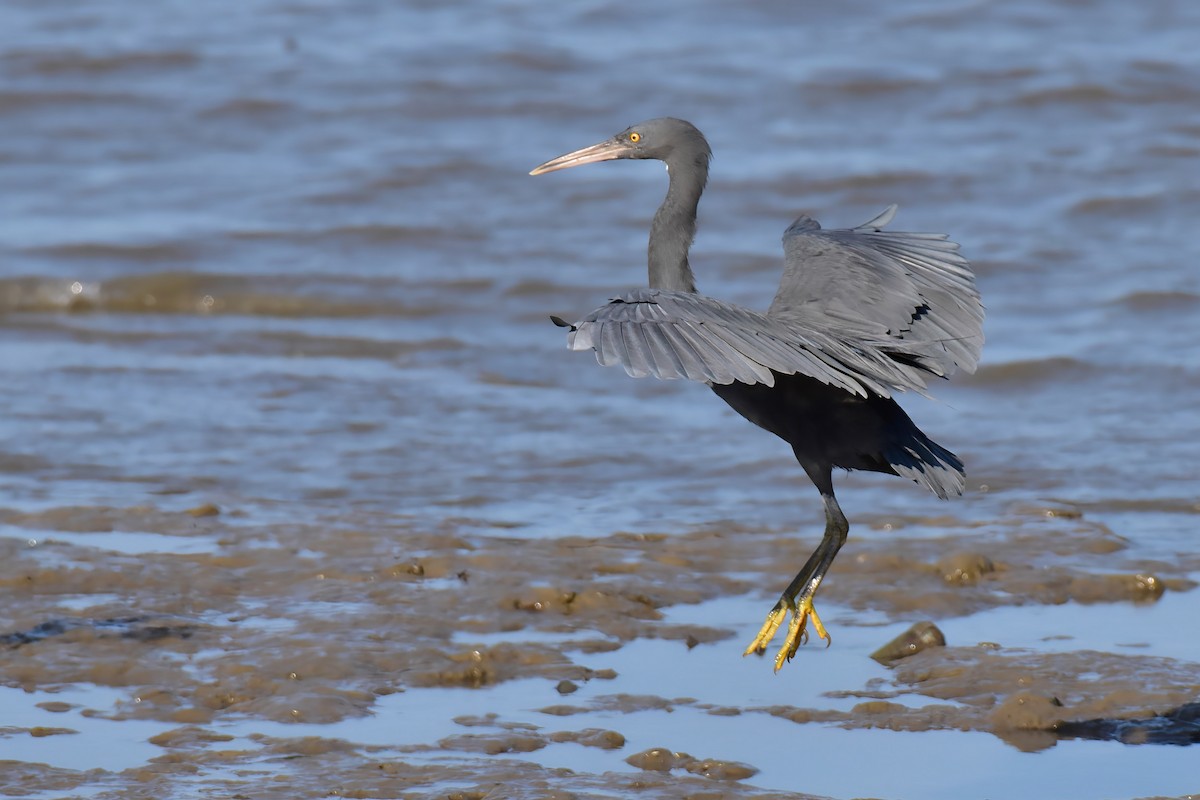 Pasifik Kıyı Balıkçılı - ML644985551