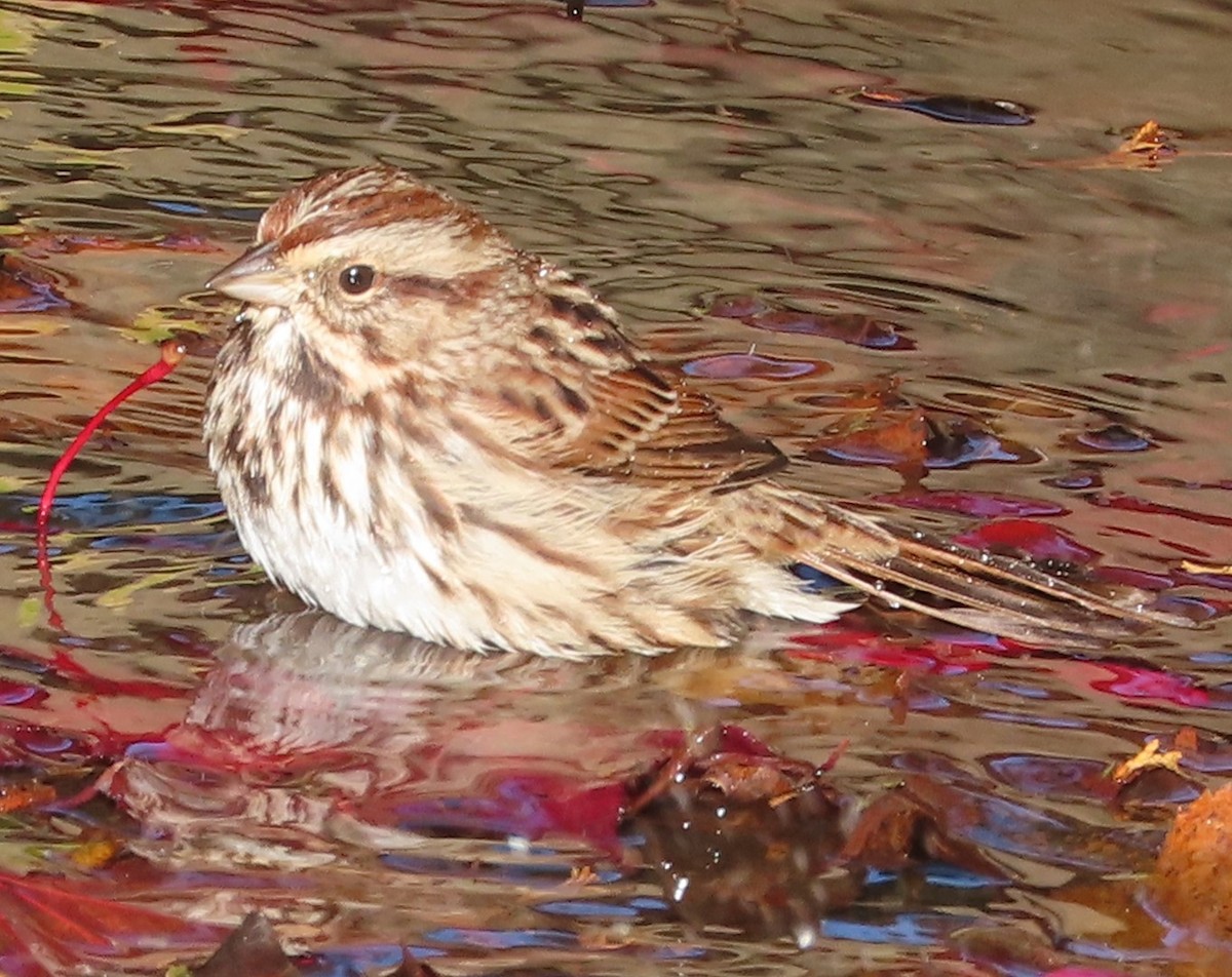 Ötücü Serçe - ML644985552