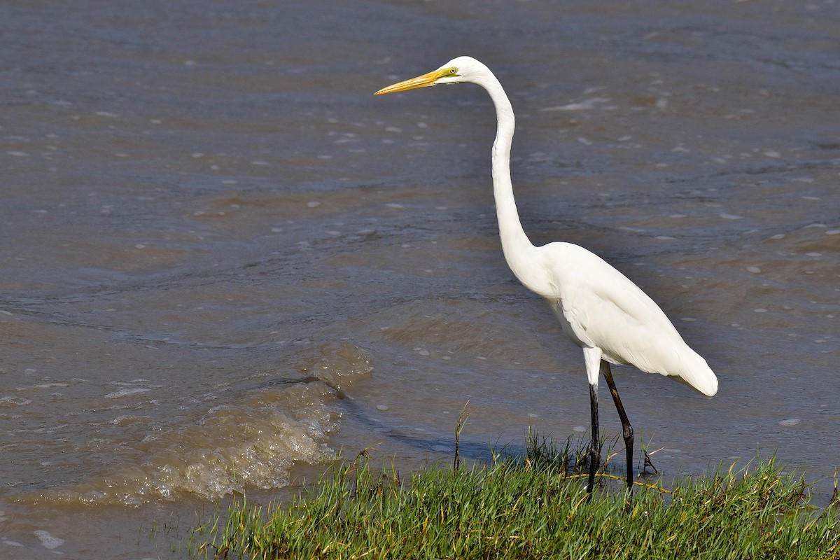 Great Egret (modesta) - ML644985554