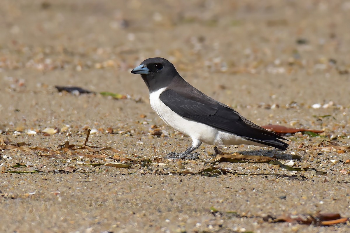 White-breasted Woodswallow - ML644985555