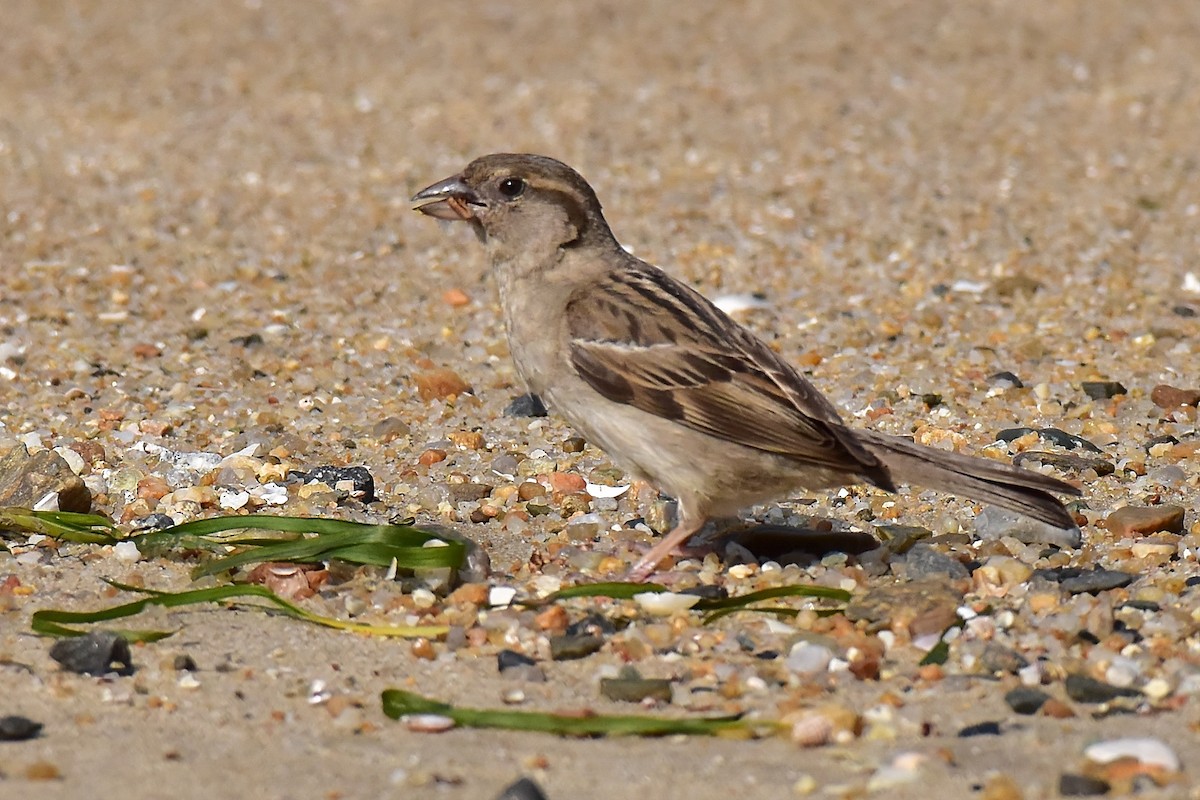 House Sparrow - ML644985557