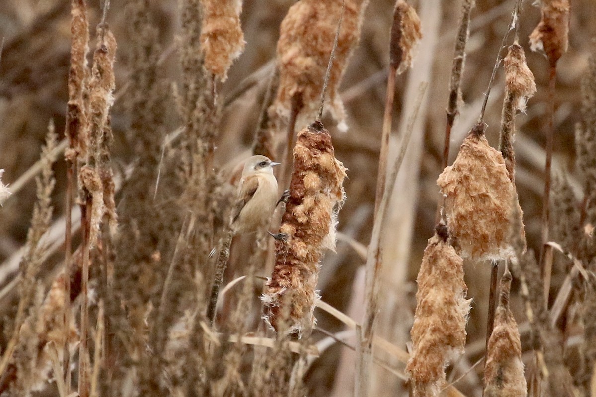 Eurasian Penduline-Tit - ML644985567
