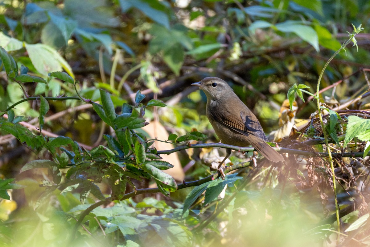 Manchurian Bush Warbler - ML644985572
