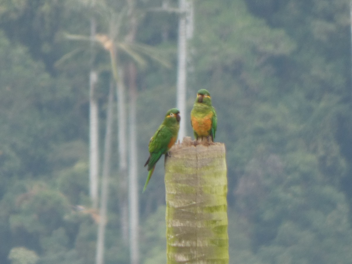 Golden-plumed Parakeet - ML644985574