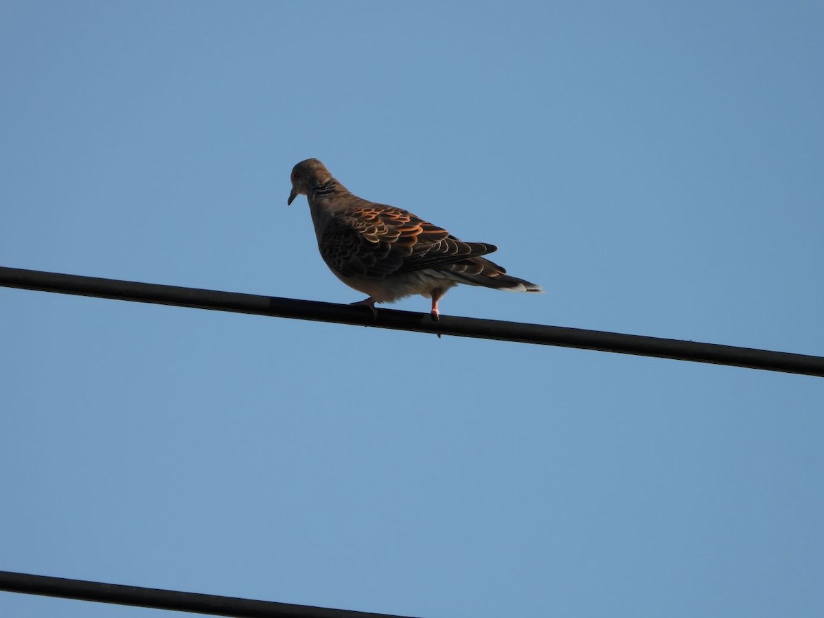 Oriental Turtle-Dove - ML644985596