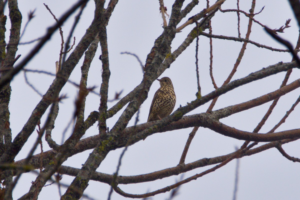 槲鶇 - ML644985611