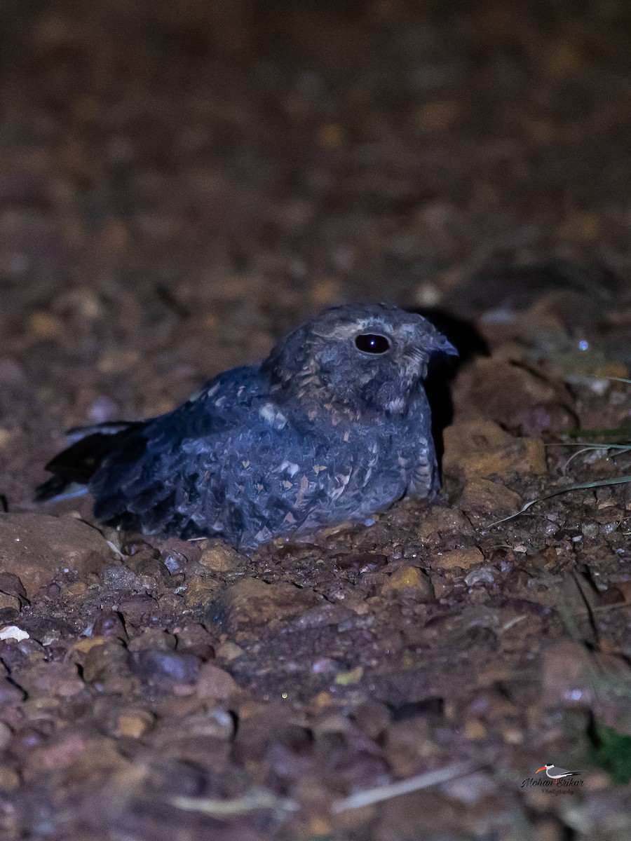 Savanna Nightjar - ML644985618