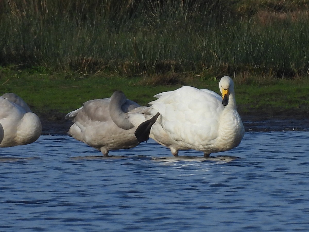 Whooper Swan - ML644985619