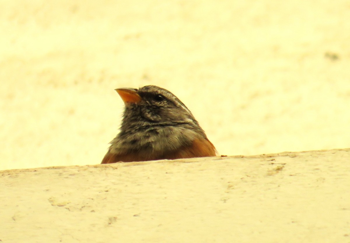 イエホオジロ - ML644985627