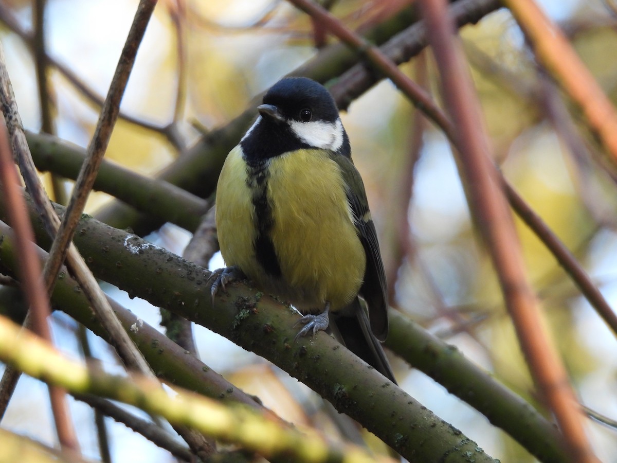 Great Tit - ML644985639