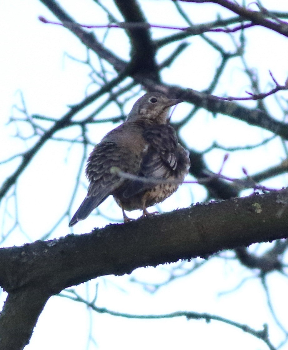 槲鶇 - ML644985640