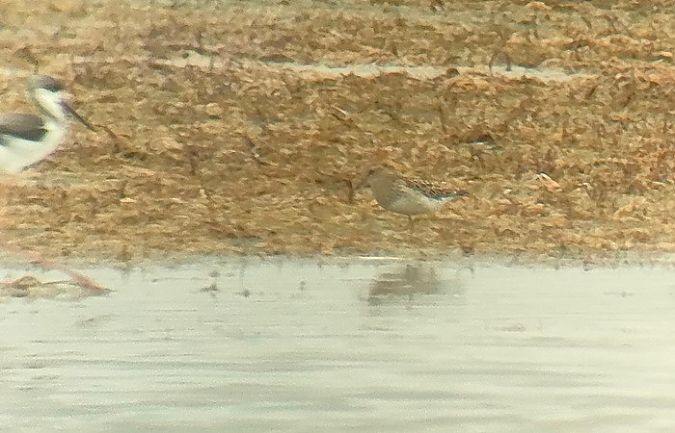 Дутыш - ML644985663