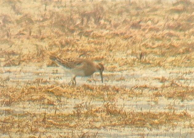 Дутыш - ML644985664