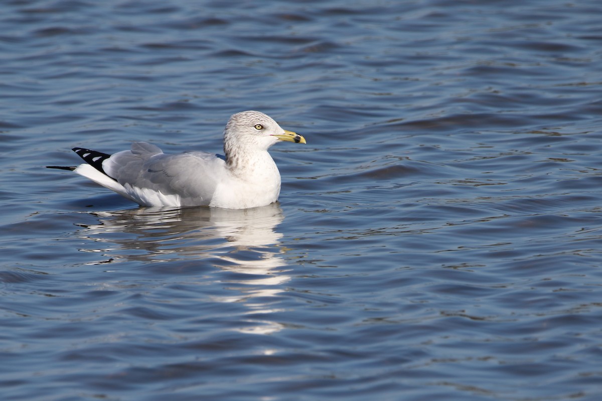 Ring-billed Gull - ML644985667