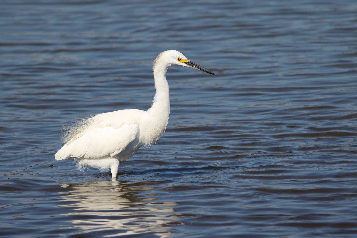 Snowy Egret - ML644985671