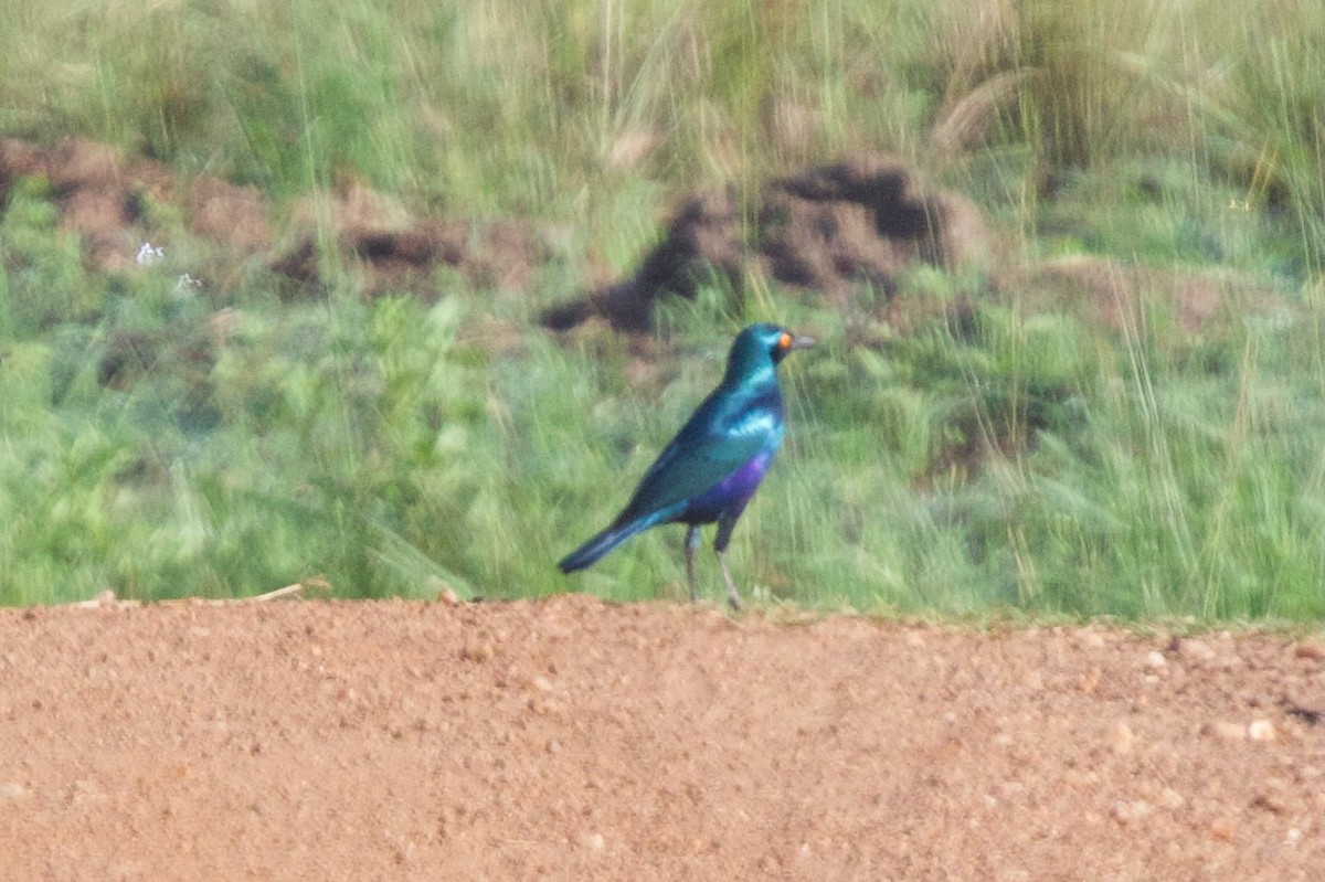 Greater Blue-eared Starling - ML644985679