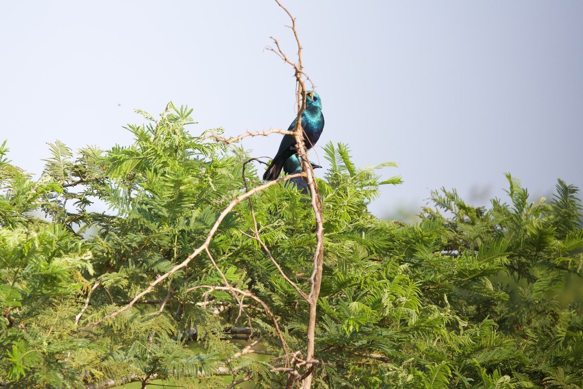 Greater Blue-eared Starling - ML644985680