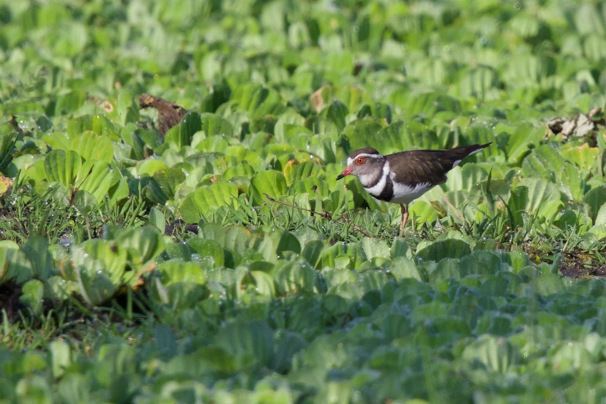 Three-banded Plover - ML644985694
