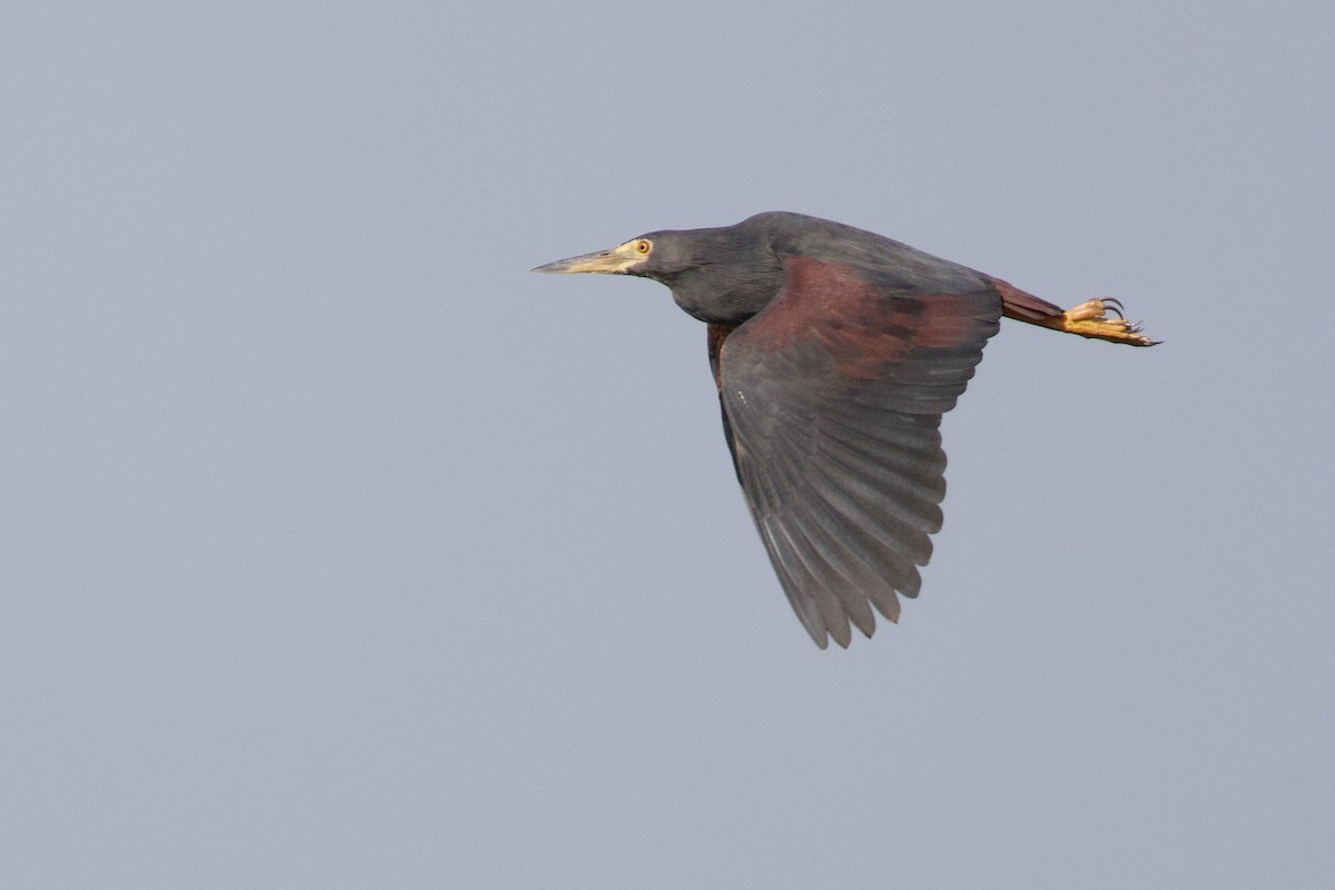 Рыжебрюхая цапля - ML644985699