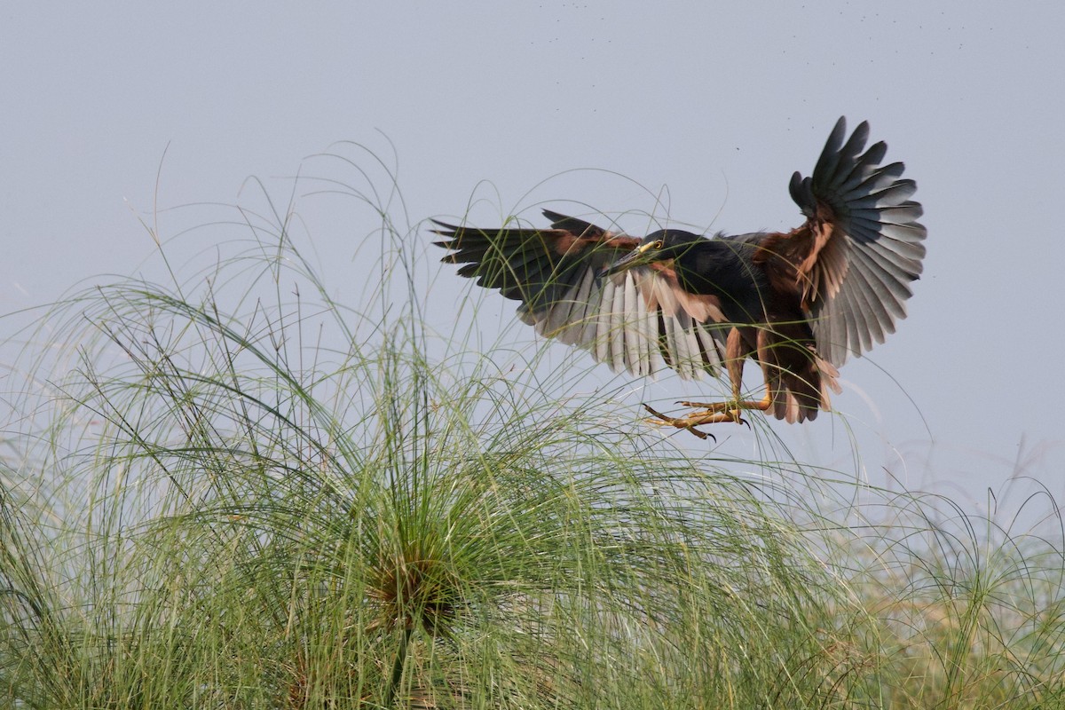 Рыжебрюхая цапля - ML644985700