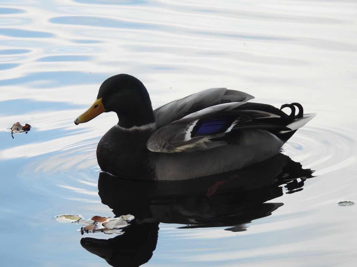 Mallard - ML644985719