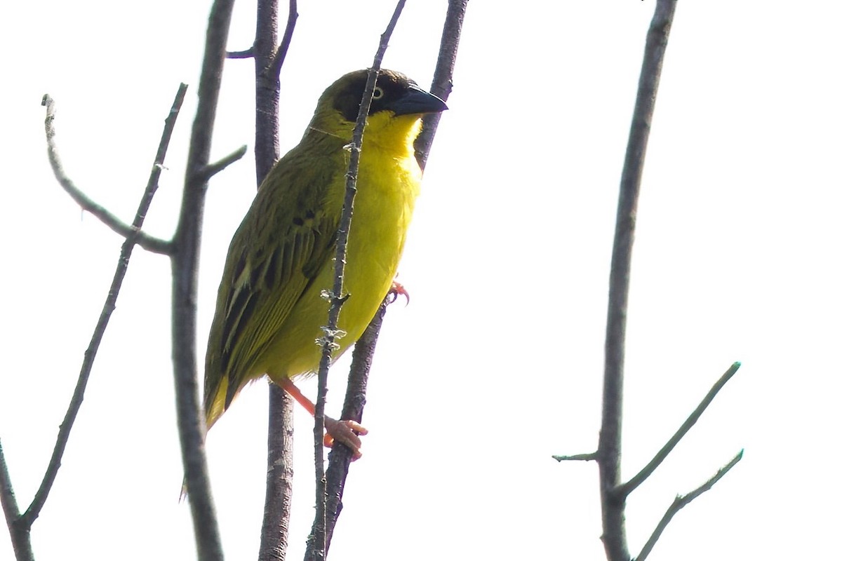 Tejedor Baglafecht - ML644985721