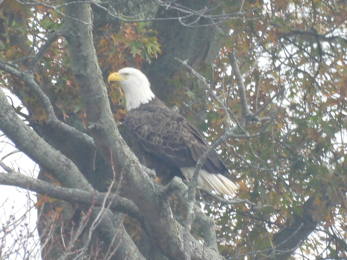 Bald Eagle - ML644985723