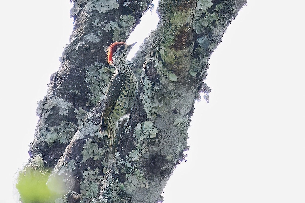 Pic de Nubie - ML644985724