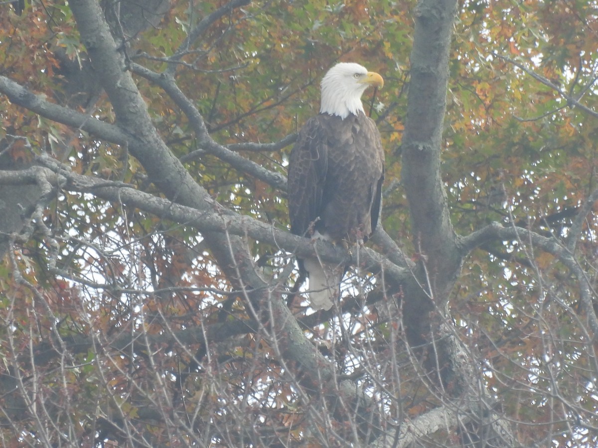 Bald Eagle - ML644985725
