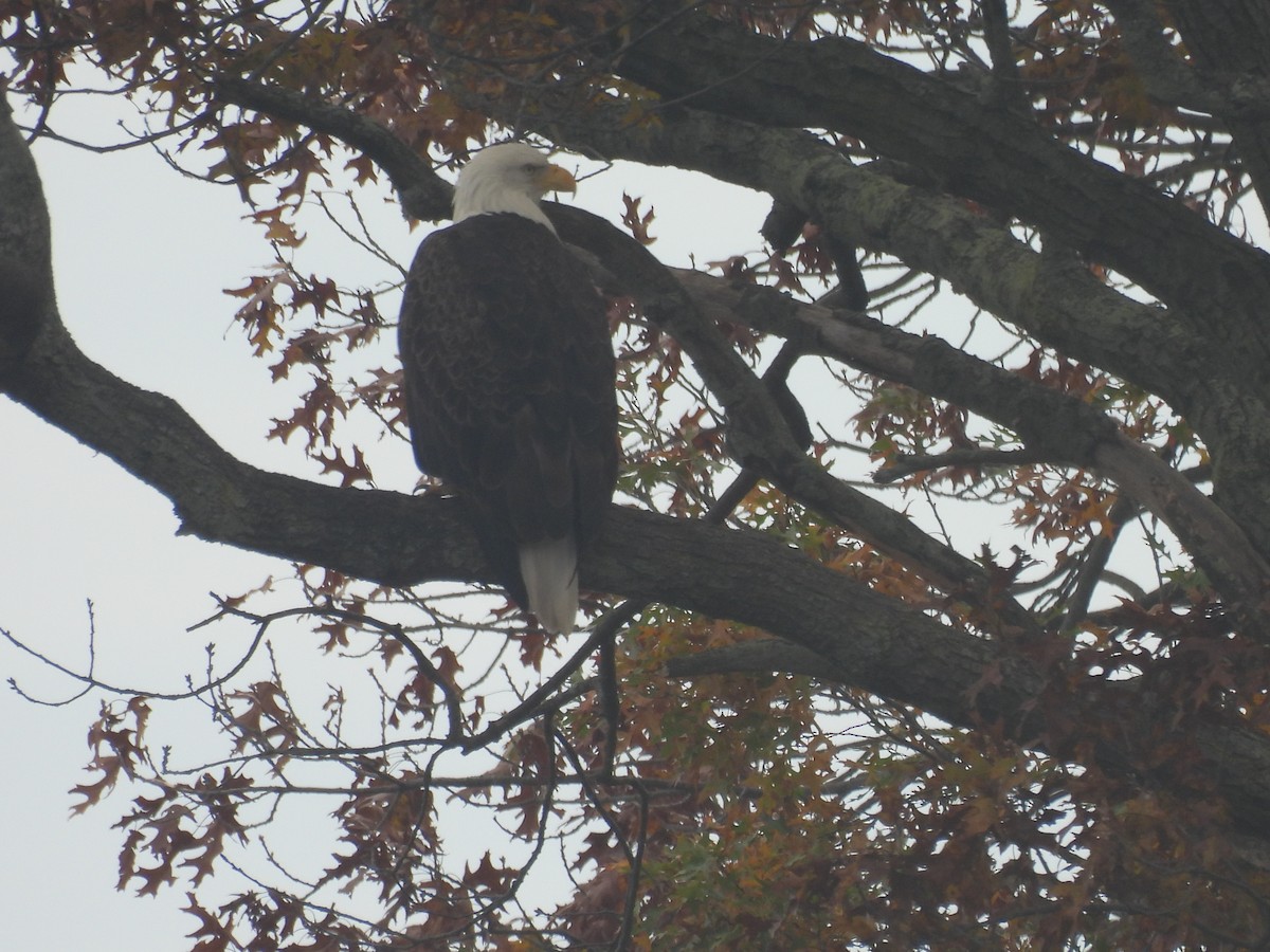 Bald Eagle - ML644985728