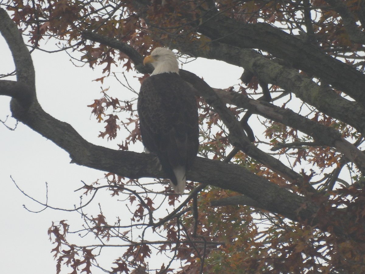 Bald Eagle - ML644985736