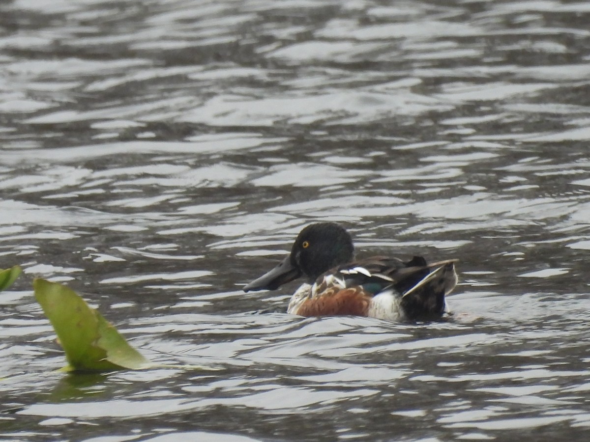 Northern Shoveler - ML644985740
