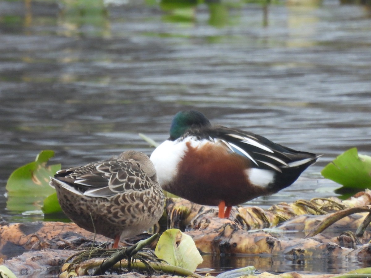 Northern Shoveler - ML644985743