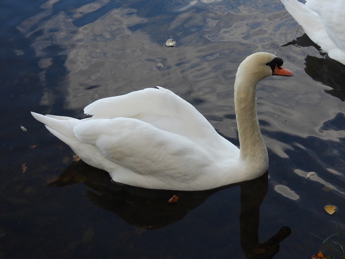 Mute Swan - ML644985744