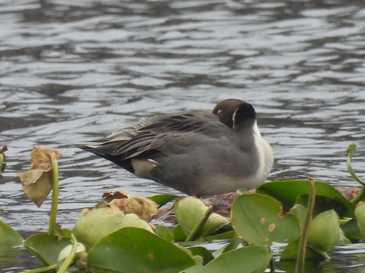 Northern Pintail - ML644985747