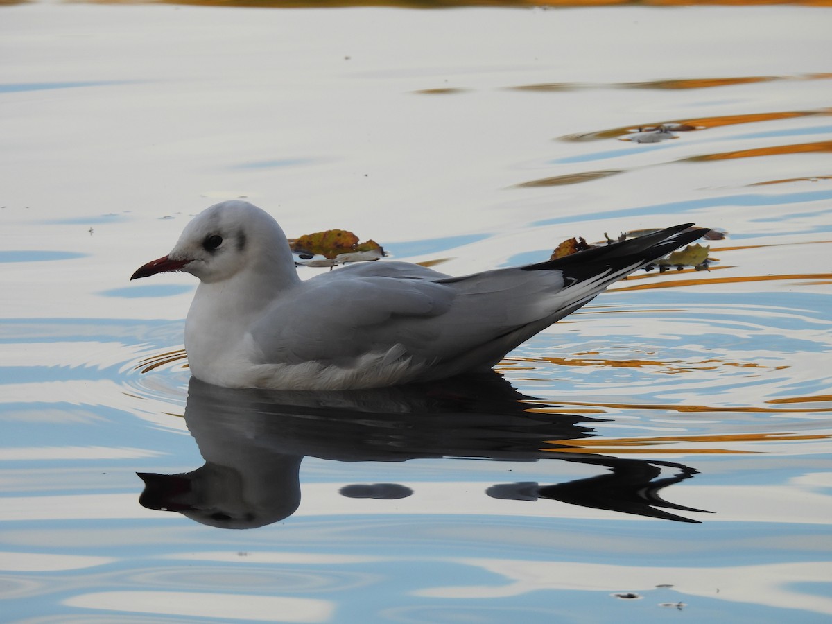 Black-headed Gull - ML644985751