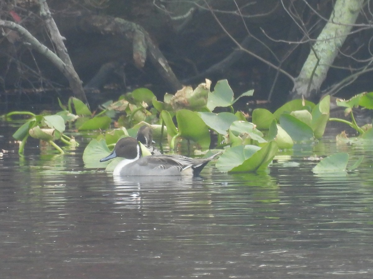 Northern Pintail - ML644985752