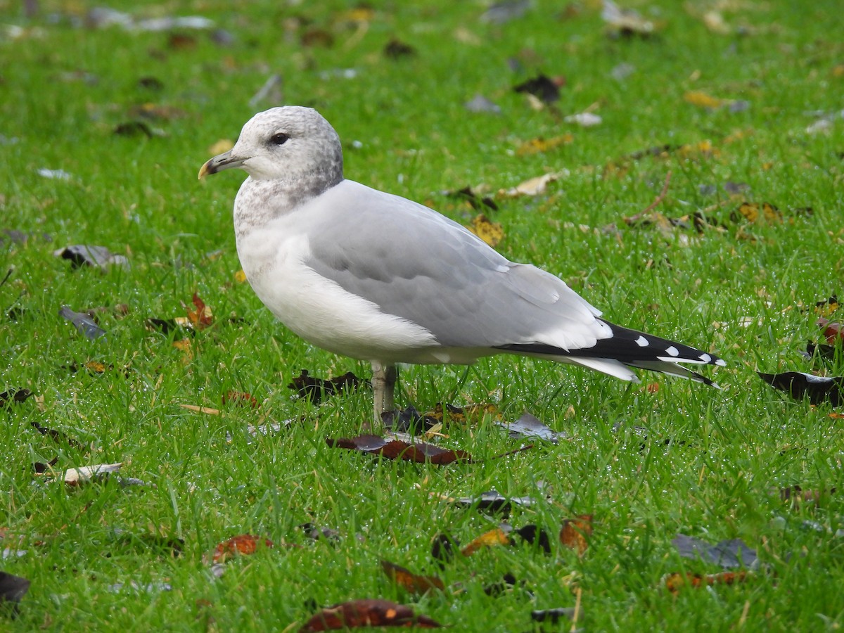 Common Gull - ML644985760